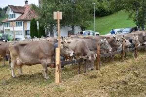 Ausstellungsplatz 3